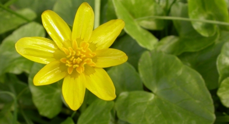 Lesser celandine