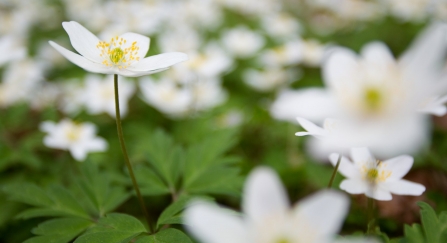 Wood anemone