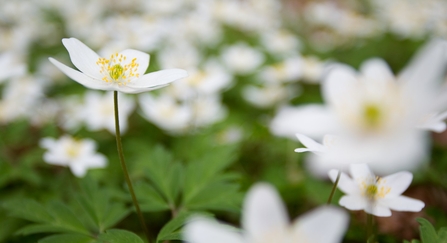 Wood anemone