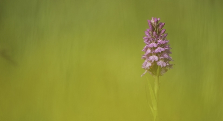 Common spotted orchid