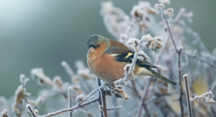 Bullfinch