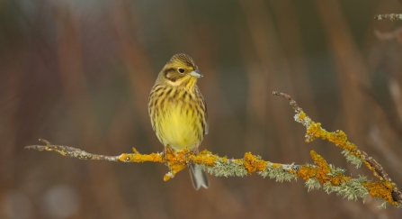 Yellowhammer