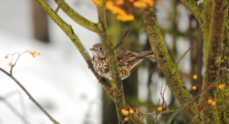 Mistle thrush