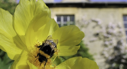 Bumblebee on flower