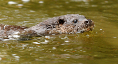 Swimming otter