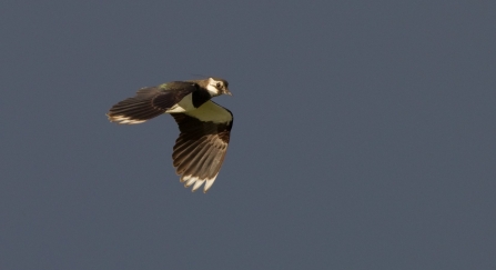 Lapwing