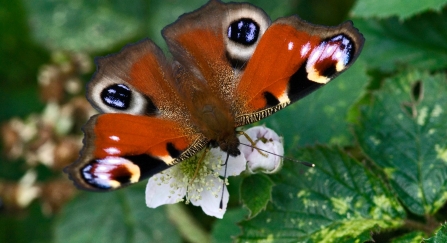 Peacock butterfly