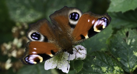 Peacock butterfly 