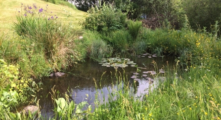 Wildlife pond