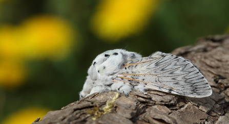 Puss moth