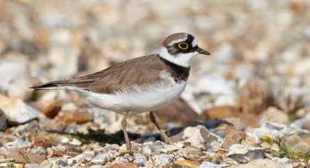 Little ringed plover