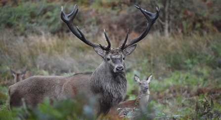 Red deer