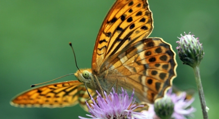 Silver-washed fritillary