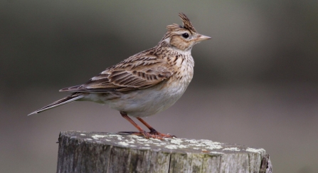 Skylark