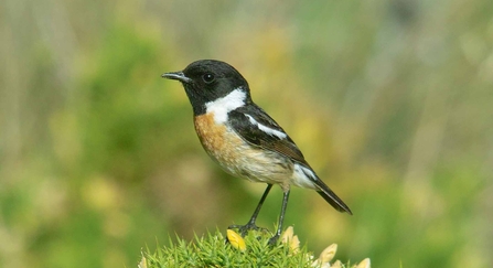 Stonechat