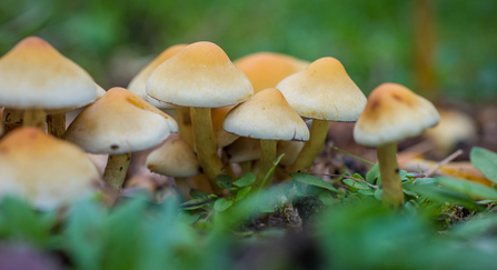 Clump of sulphur tuft fungi