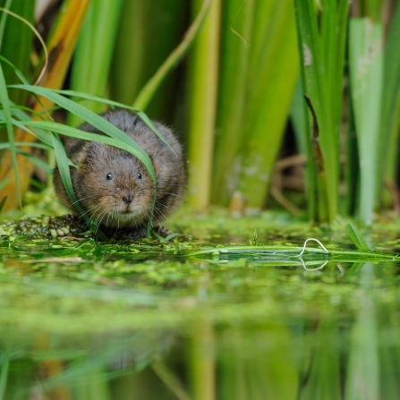 Water vole