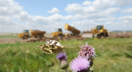 Marbled white on thistle with bulldozers in the background