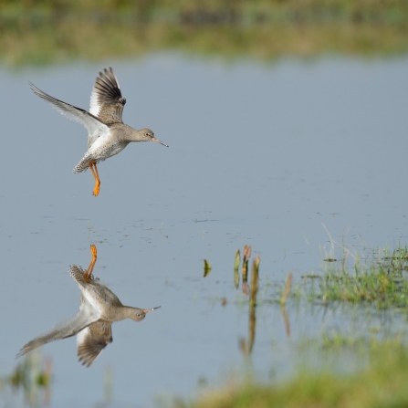 Redshank in flight