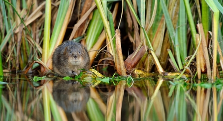 Water vole