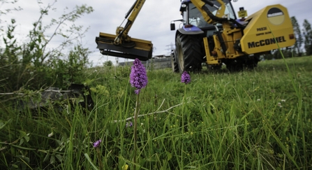 Pyramidal orchid on brownfield site being cleared for development
