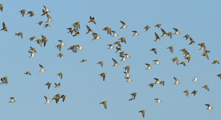 Golden plover