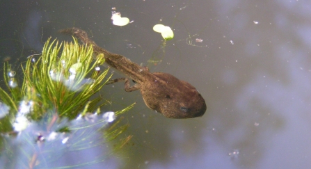 Tadpole