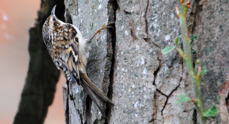 Treecreeper