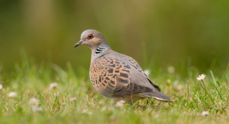 Turtle Dove by Dawn Monrose