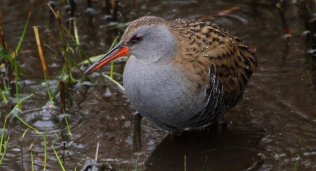 Water rail