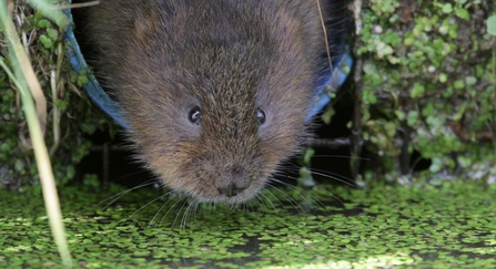 Water vole emerging from tunnel