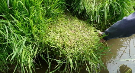 Water vole lawn