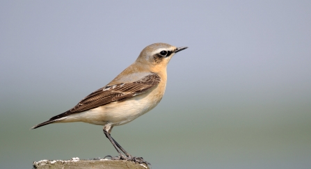 Wheatear