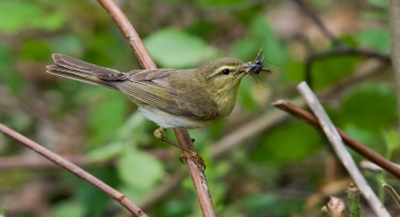 Willow warbler