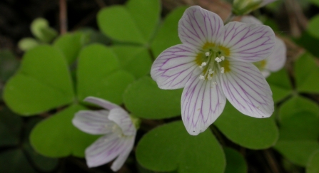 Wood sorrel