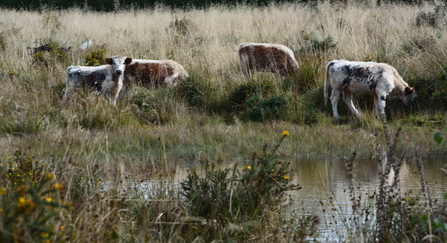 Longhorn cattle