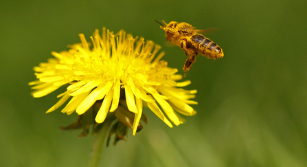 Bee pollinating dandelion