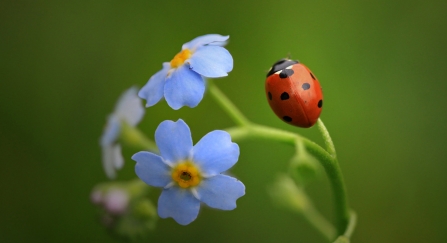 Ladybird