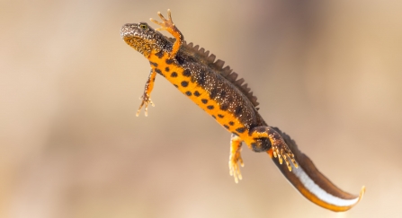 Great crested newt