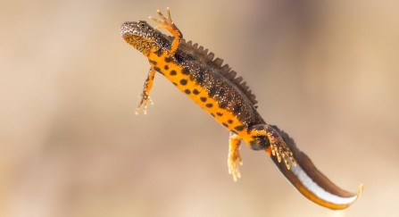 Great crested newt