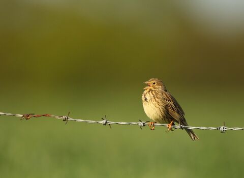 Corn Bunting