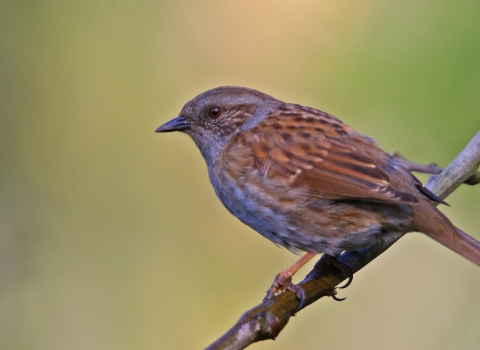 Dunnock