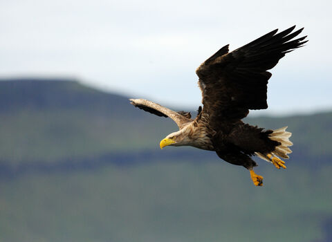 White-tailed eagle in flight, soaring with its wings outstretched, hills visible in the background