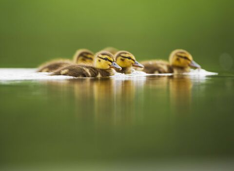 Mallard ducklings