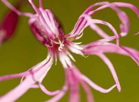 Ragged-Robin