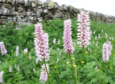Common Bistort