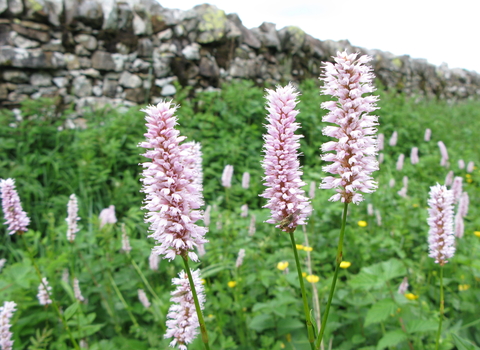 Common Bistort