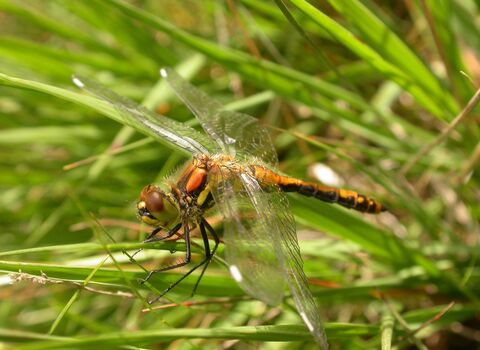 Black Darter