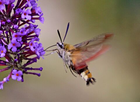 Broad-bordered Bee Hawk-moth
