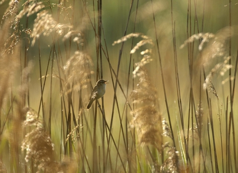 Sedge Warbler in Common Reed